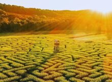 Athens Apartment Rentals Pic