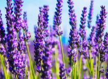 Campus Apartment Ohio University Pic