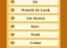 Campus Rental Uptown Pic