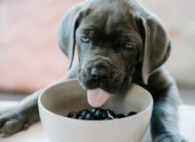 College Housing Athens Pic