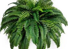 House Near Campus Pic